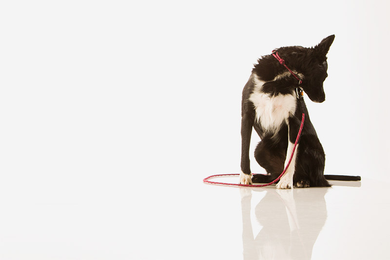 PetVet - Dog Looking Back