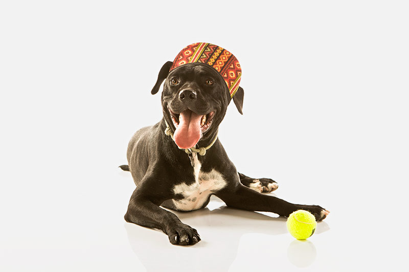 PetVet - Dog wearing hat