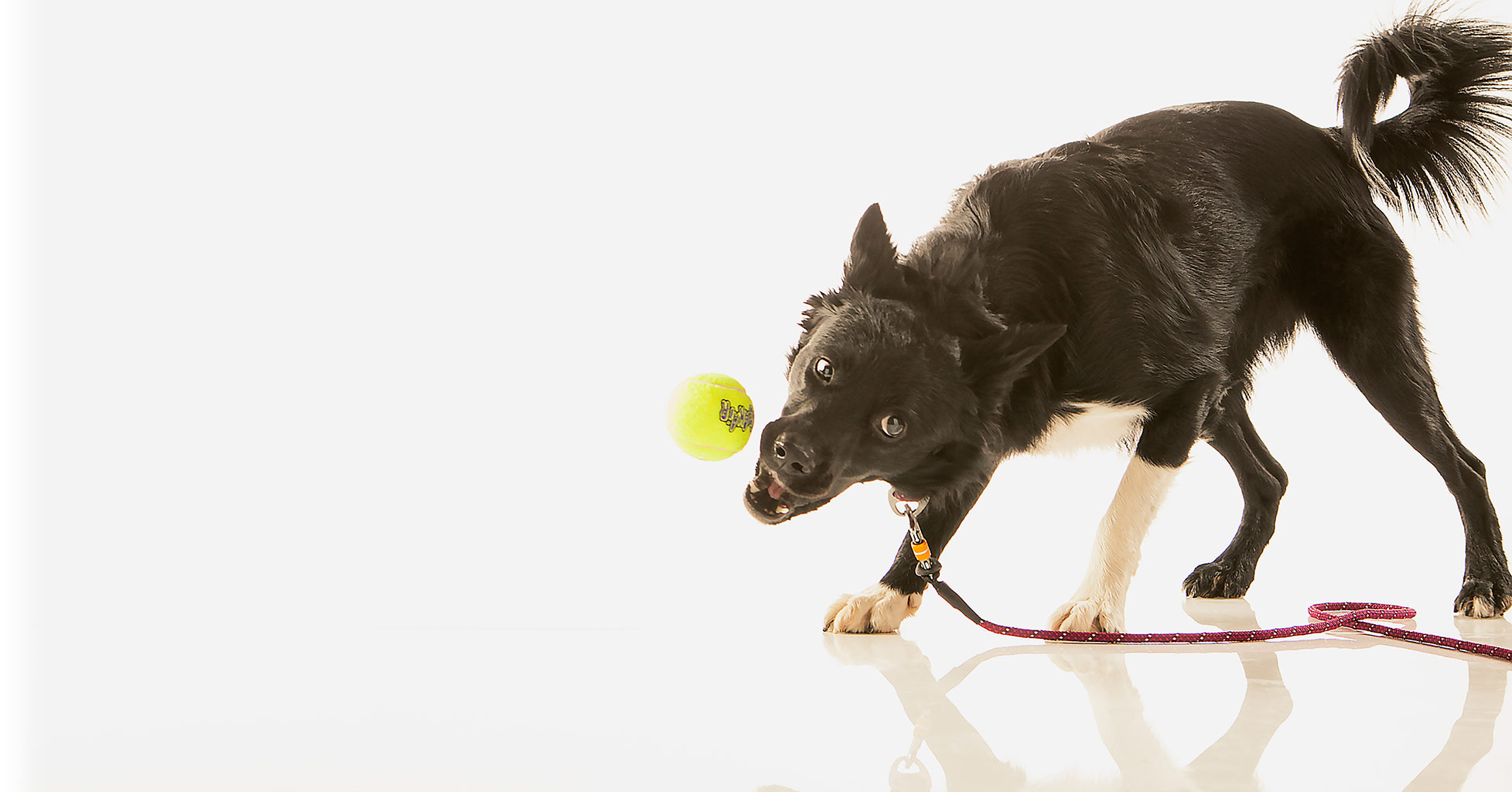 PetVet Products, dog chasing tennis ball